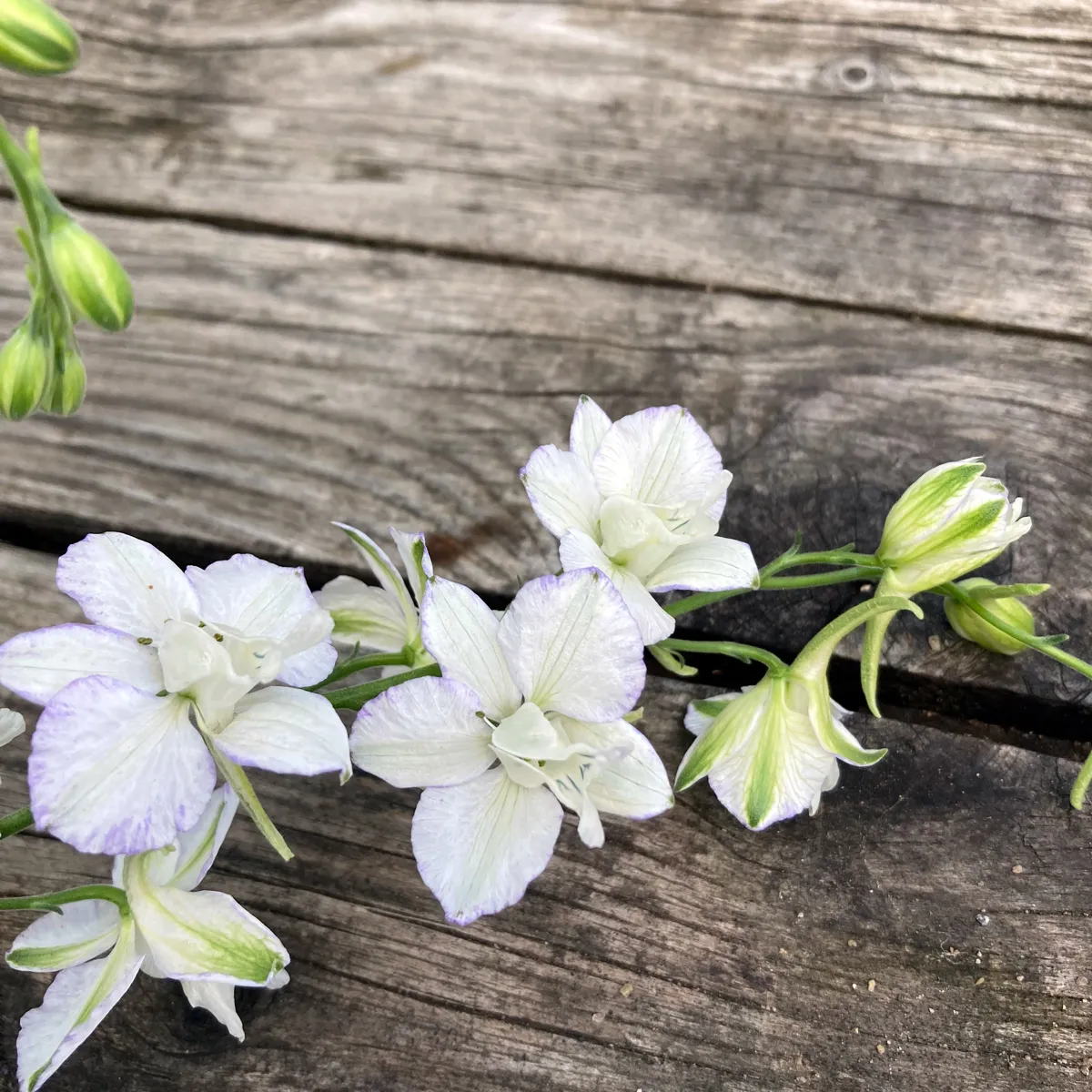 Weißer Feldrittersporn 'White King' (Consolida ajacis) Samen