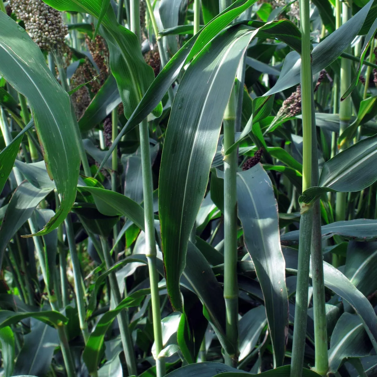 Zuckerhirse (Sorghum bicolor) Samen