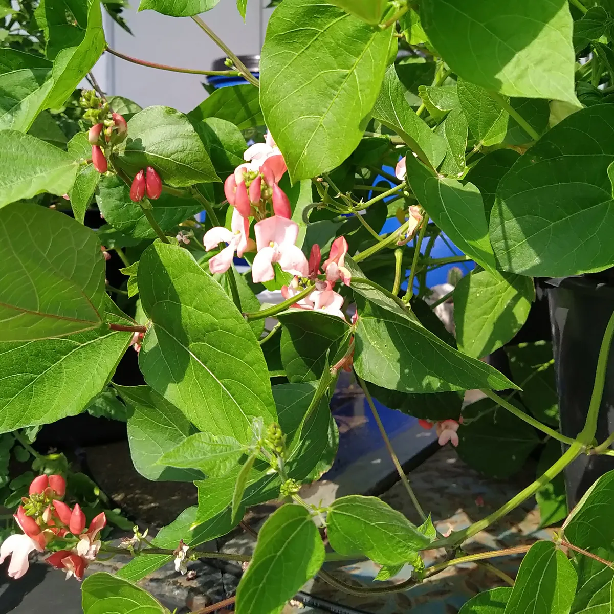 Prunkbohnen 'Hestia' (Phaseolus coccineus) Samen