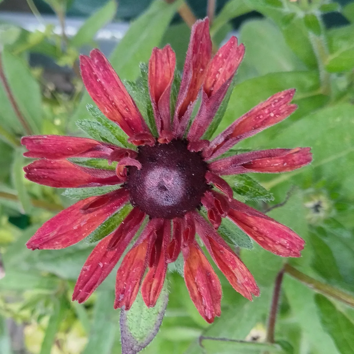Rauer Garten-Sonnenhut 'Sahara' (Rudbeckia hirta) Samen