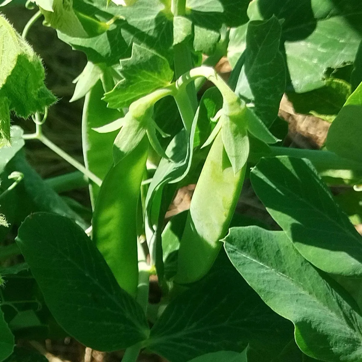Markerbse 'Wunder von Kelvedon' (Pisum sativum L. convar. medullare) Samen