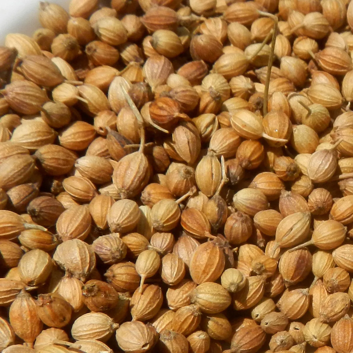 Körner-Koriander 'Jantar' (Coriandrum sativum) Samen