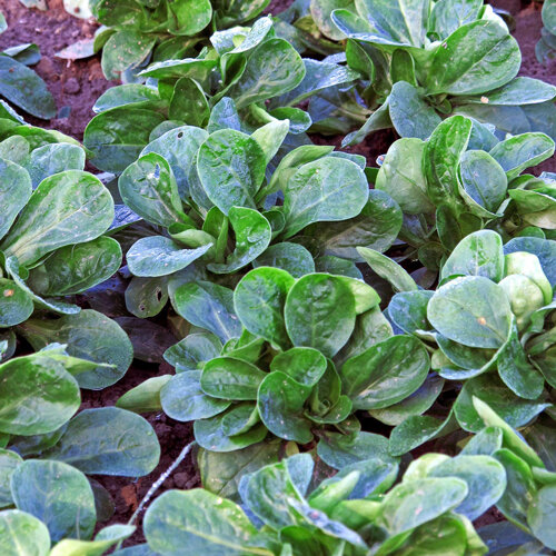 Feldsalat in Reihen im Gartenbeet