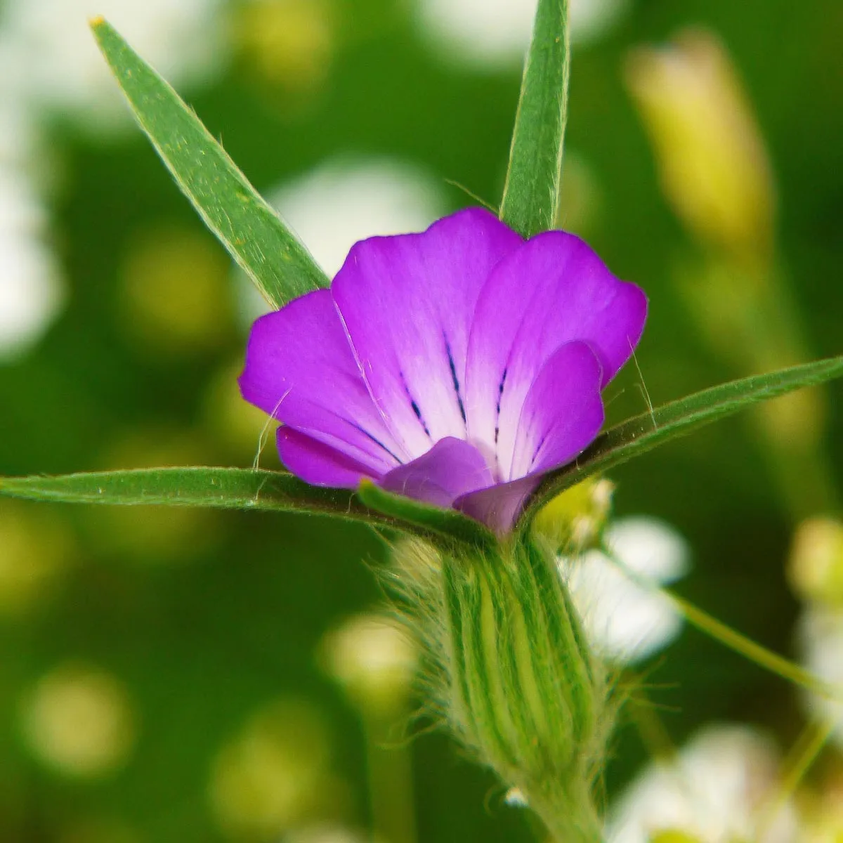 Wildblumen-Mischung (10g passend für ca. 5m² Fläche) Bio