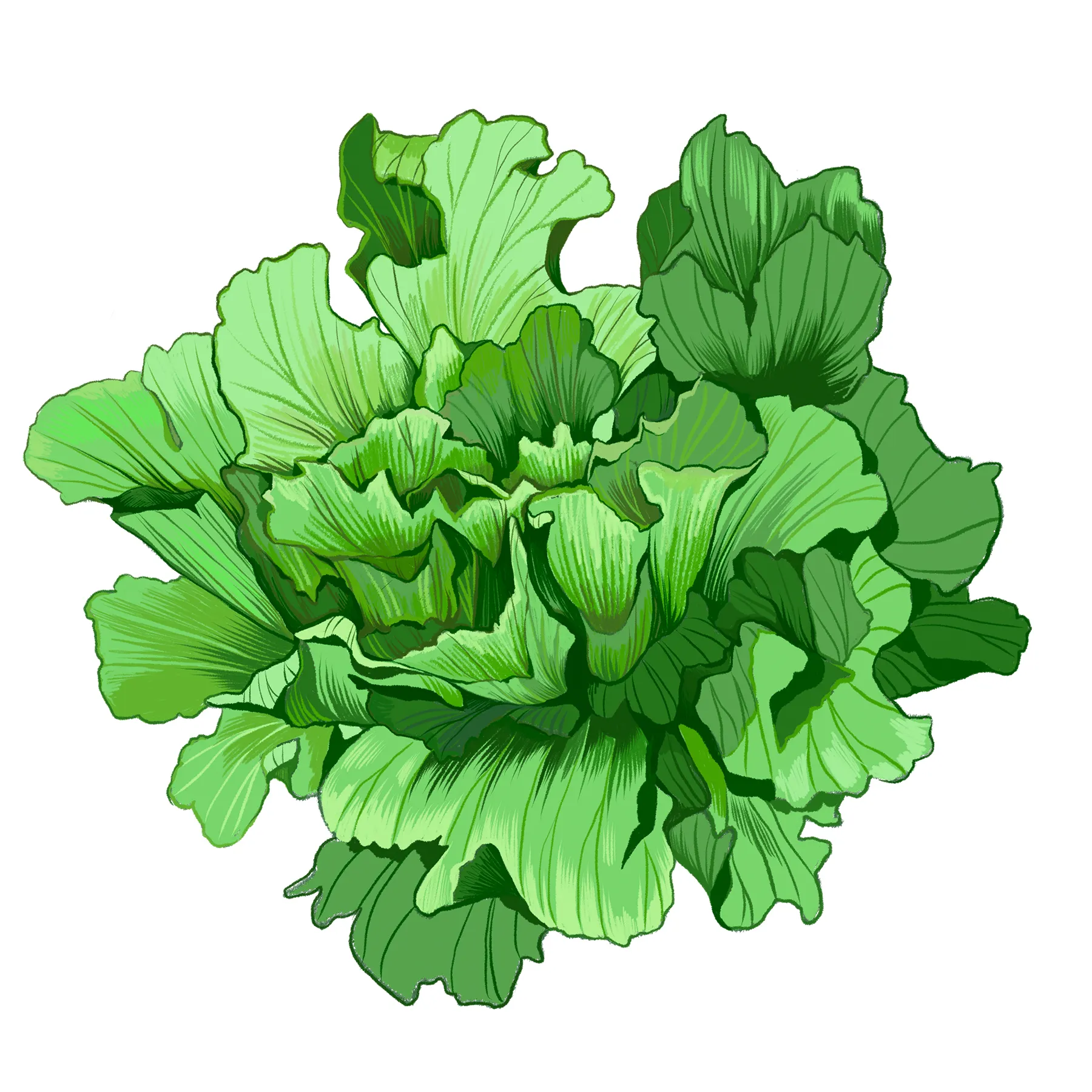 Endivien Salat 'Grüner Escariol' (Cichorium endivia) Bio Saatgut