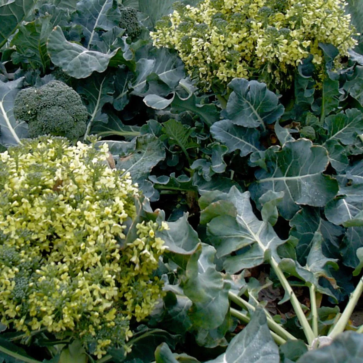 Brokkoli 'Calabrese' (Brassica oleracea) Samen