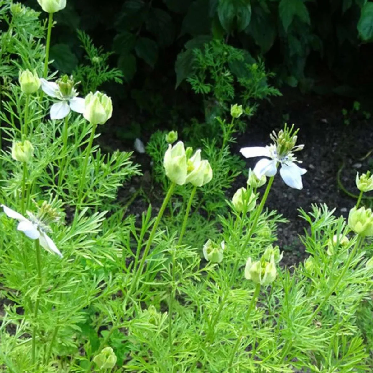 Wildblumen-Mischung (10g passend für ca. 5m² Fläche) Bio
