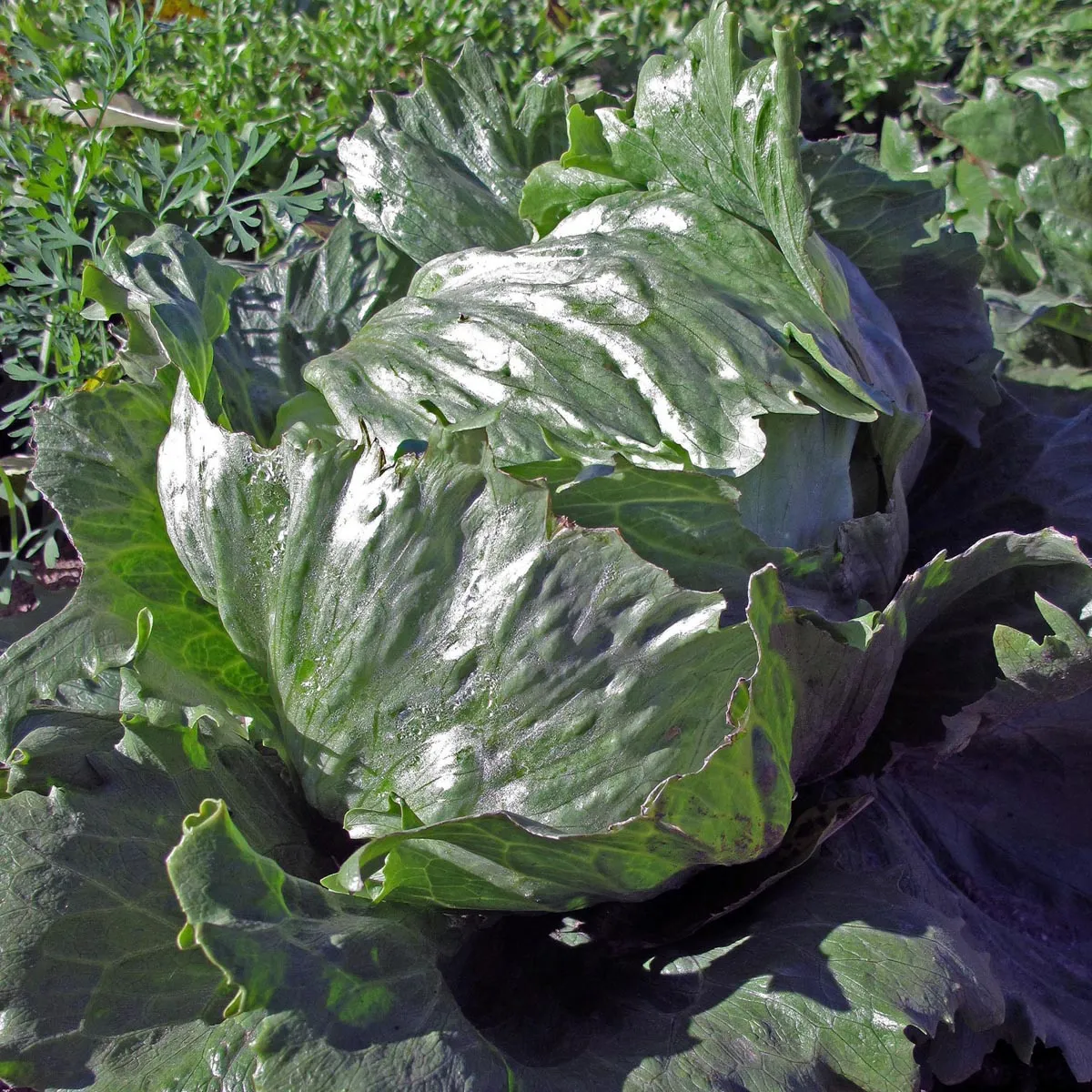 Eisbergsalat 'Laibacher Eis' (Lactuca sativa) Bio Saatgut
