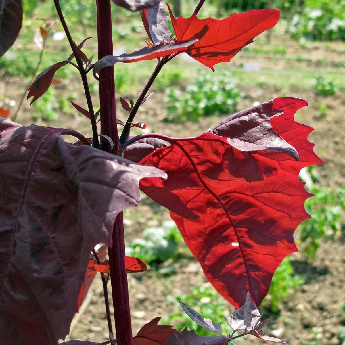 Rote Gartenmelde (Atriplex hortensis) Bio Saatgut