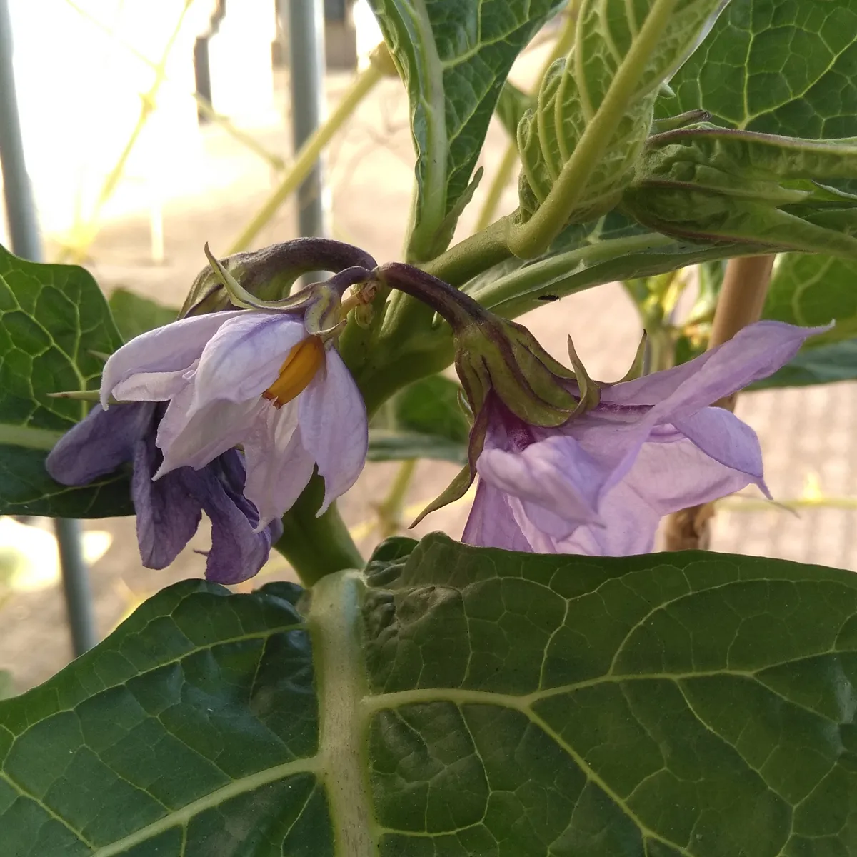 Äthiopische Eierfrucht 'Turkish Orange' (Solanum aethiopicum) Samen