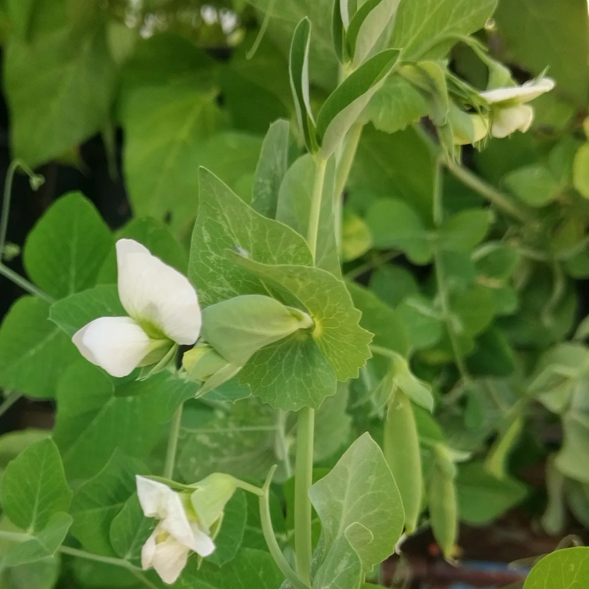 Knackerbse 'Delikett' (Pisum sativum) Samen