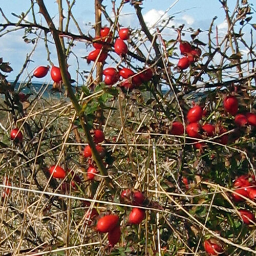 Leuchtend rote Hagebutten der Hundsrose (Rosa canina) am Strauch