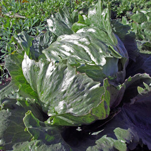 Eisbergsalat 'Laibacher Eis' (Lactuca sativa) Bio Saatgut
