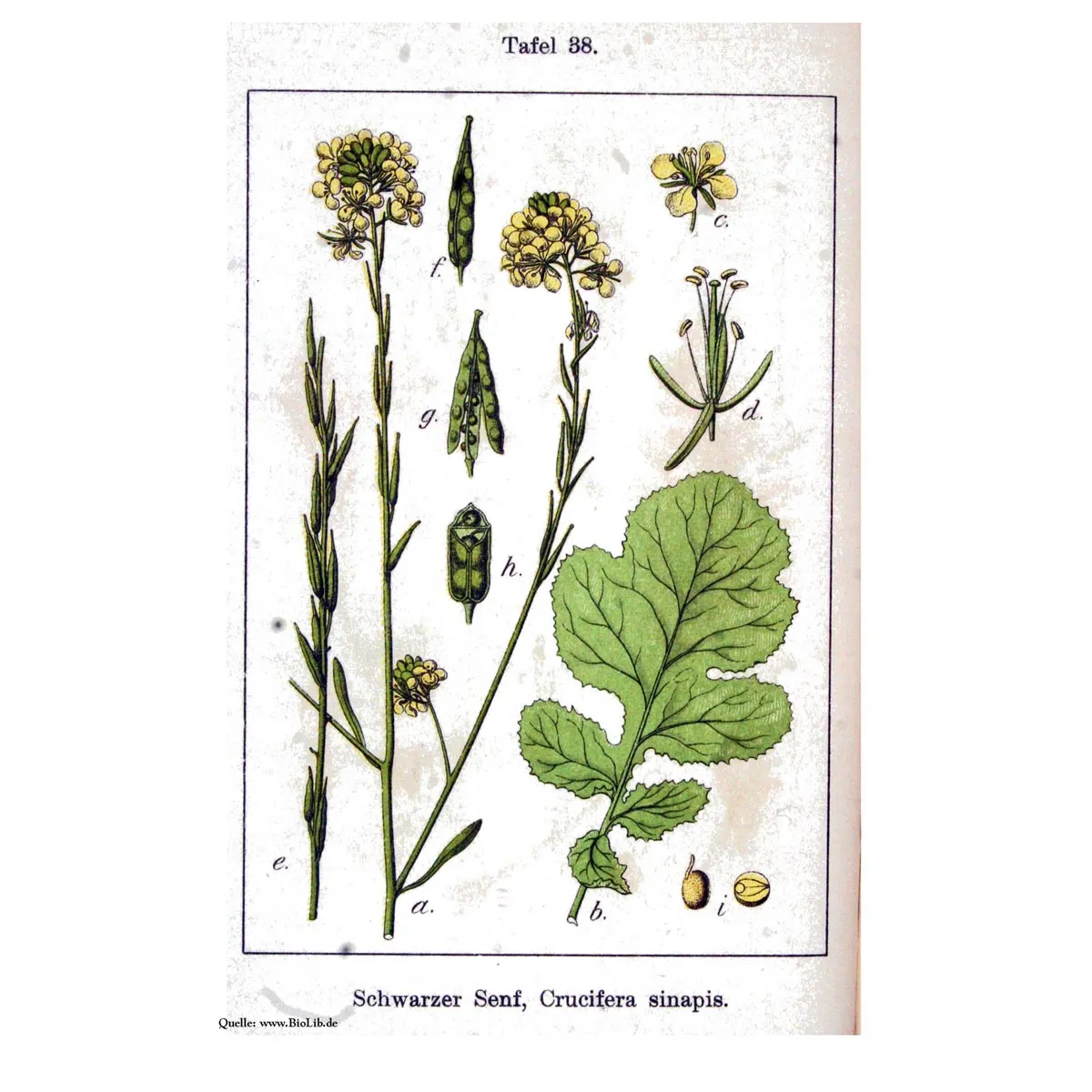 Schwarzer Senf (Brassica nigra) Samen
