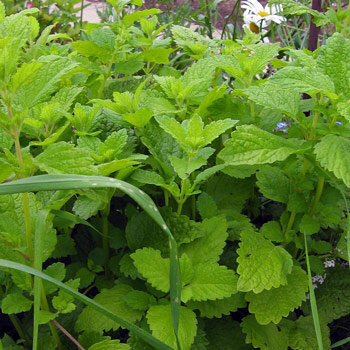 Zitronenmelisse (Melissa officinalis) mit hellgrünen, gekerbten Blättern