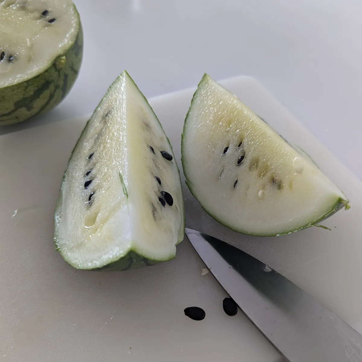 Wassermelone 'Cream of Saskatchewan' (Citrullus lanatus) Samen