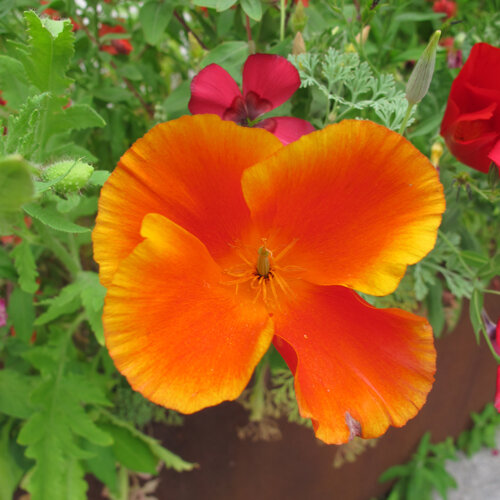 Kalifornischer Goldmohn (Eschscholzia californica) mit orangeroter Blüte