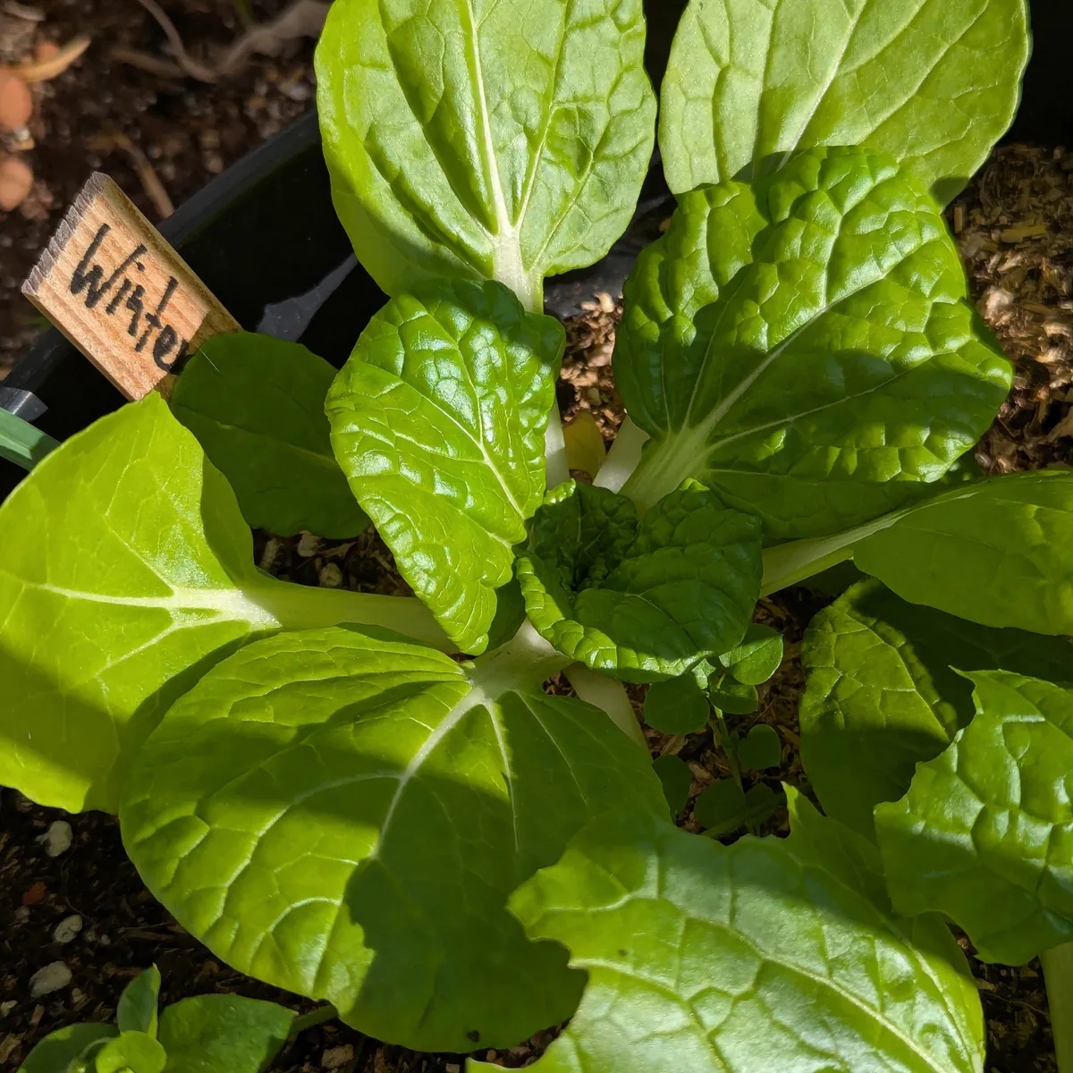 Winter Choi 'Golden Heart' (Brassica rapa var. chinensis) Bio-Saatgut