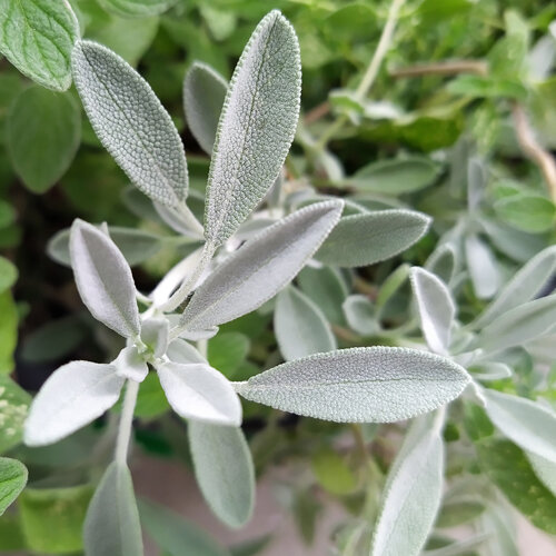 Spanischer Salbei (Salvia lavandulifolia) mit silbrig behaarten Blättern