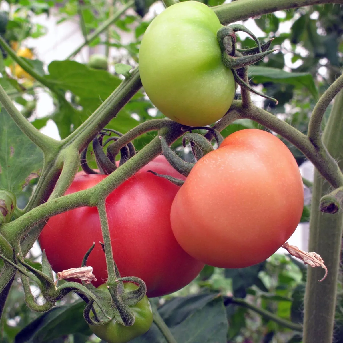 Tomate 'Berner Rose' (Solanum lycopersicum) Bio Saatgut