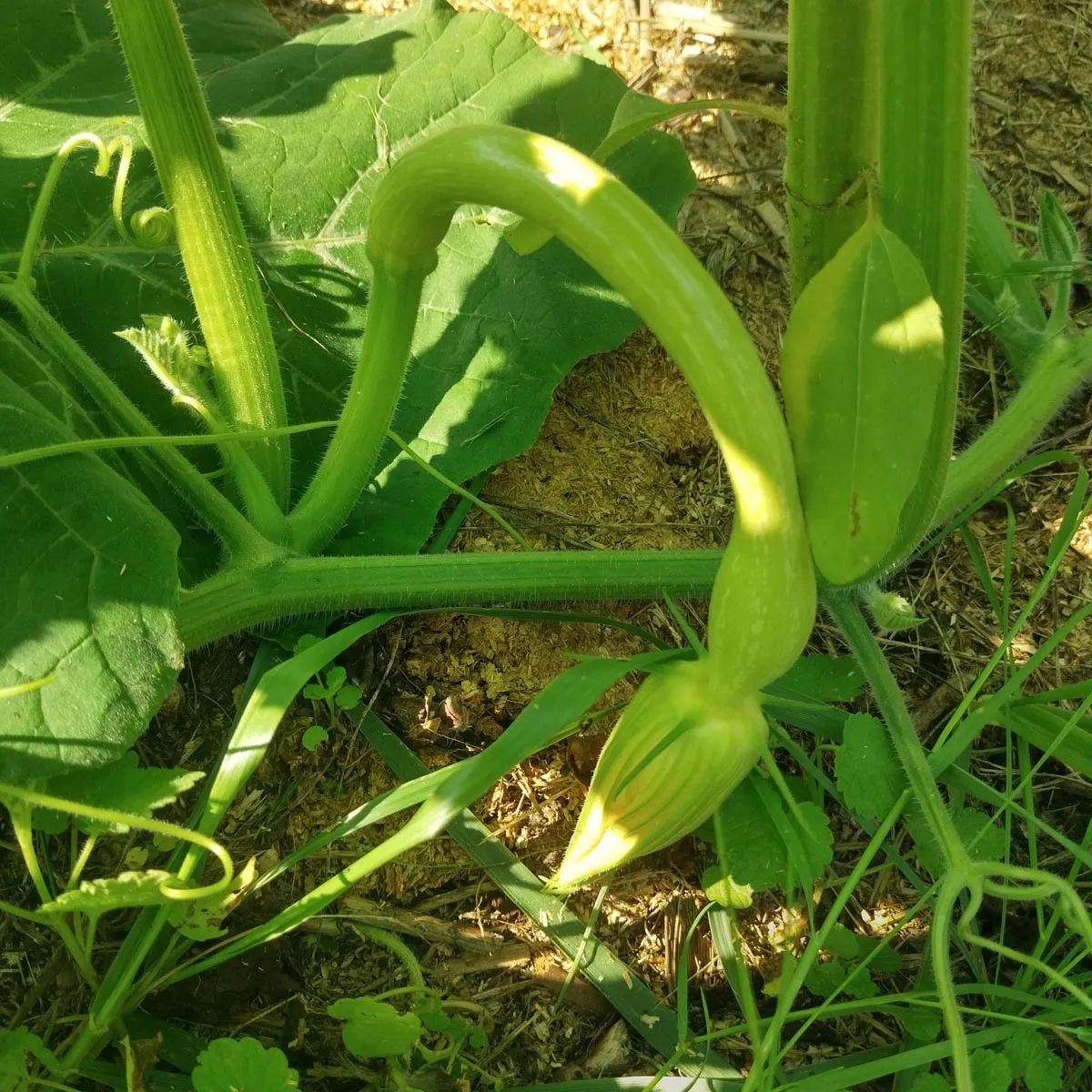 Zucchini 'Tromboncino d'Albenga' (Cucurbita moschata) Samen