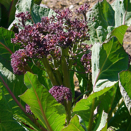Knospenkohl mit violetten Blütenknospen zwischen großen grünen Blättern