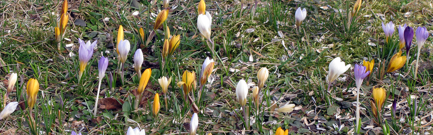 Krokuswiese