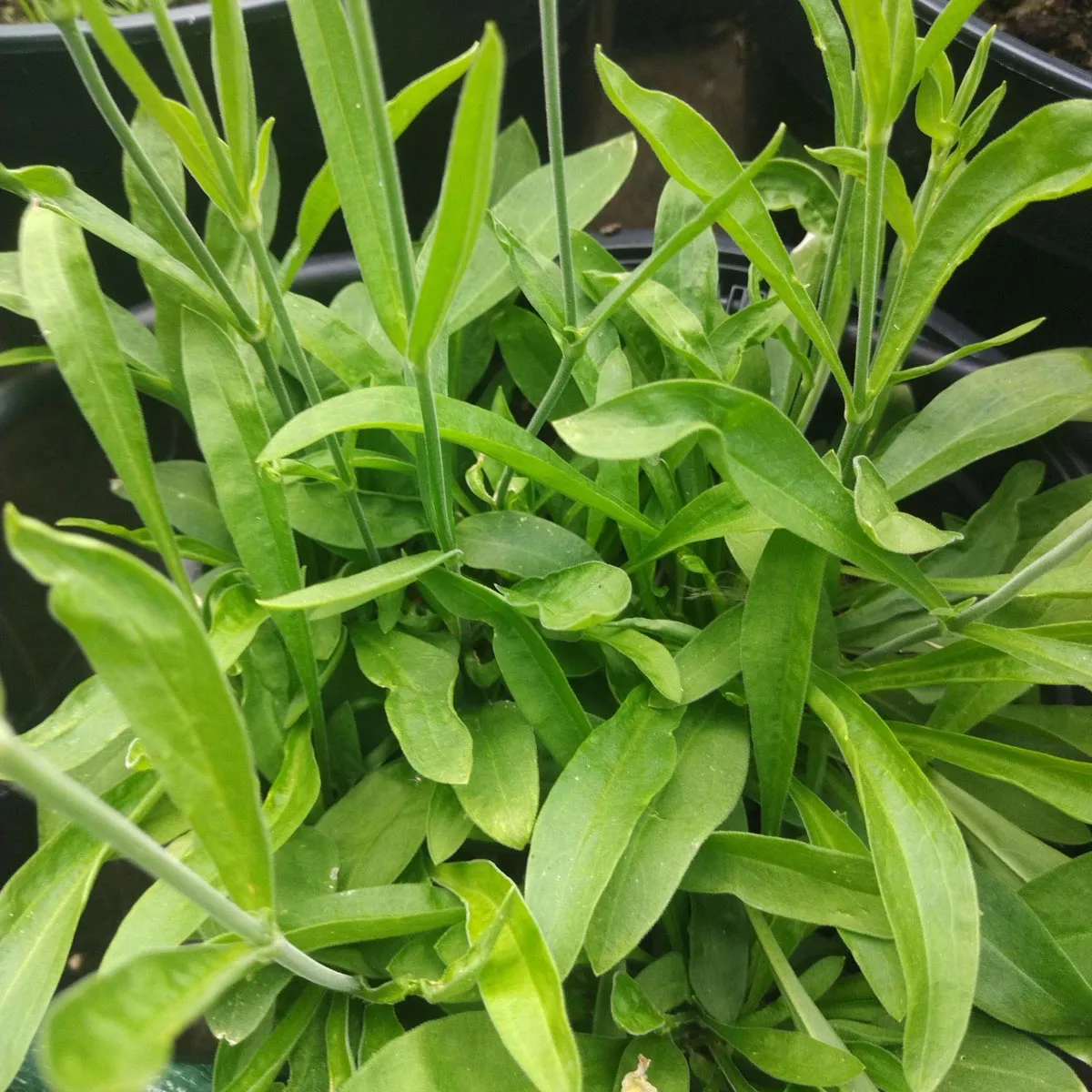 Afrikanische Traumwurzel / Xhosa Dream Herb (Silene capensis) Samen