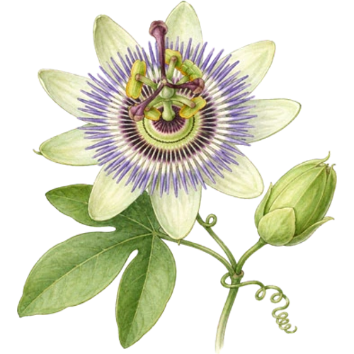 Passionsblumen