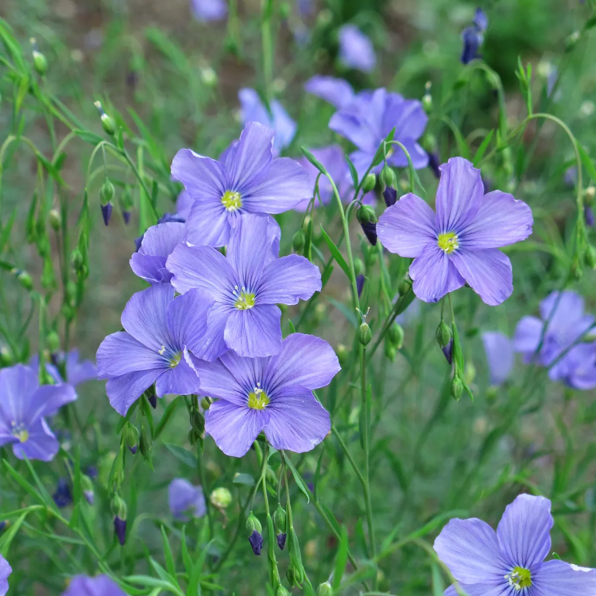 Buntblühende Gründüngung (diverse Arten und Sorten) Bio-Saatgut-Mix