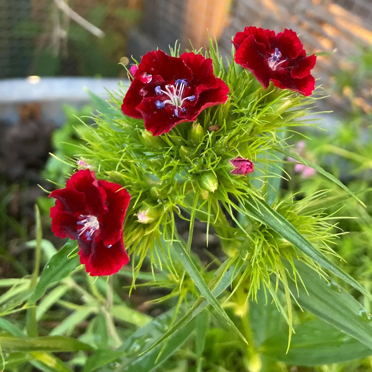 Bartnelke 'Sweet William' (Dianthus barbatus) Bio Saatgut