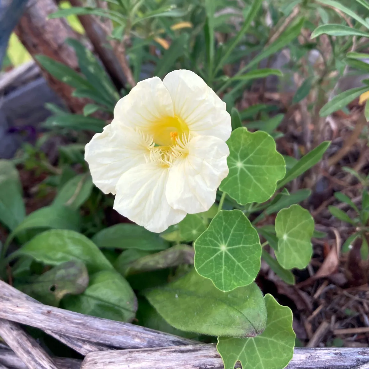 Cremeweisse Kapuzinerkresse 'Milkmaid' (Tropaeolum majus) Samen