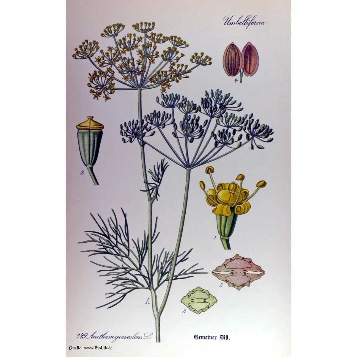 Dill 'Gewöhnlicher' (Anethum graveolens) Samen