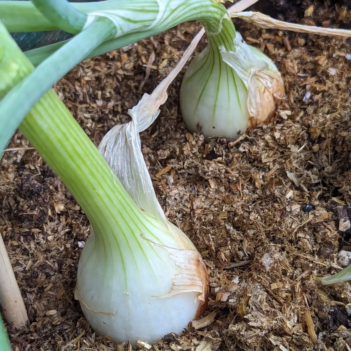 Gemüsezwiebel 'Globo' (Allium cepa) Samen