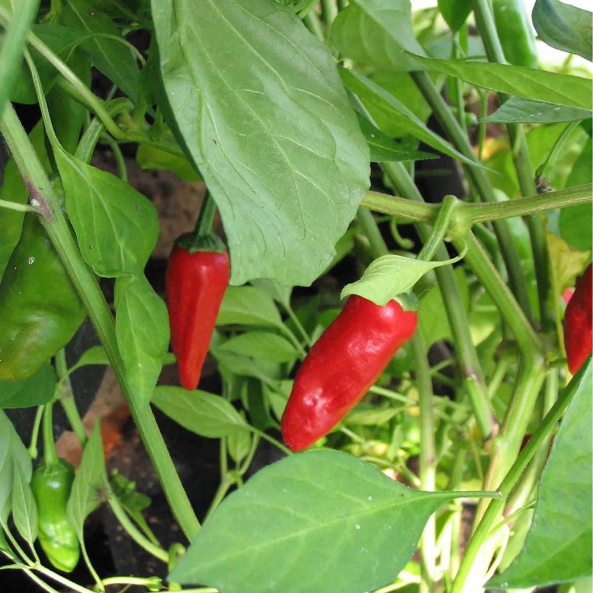 Bratpaprika 'Pimientos de Padrón' (Capsicum annuum) Samen