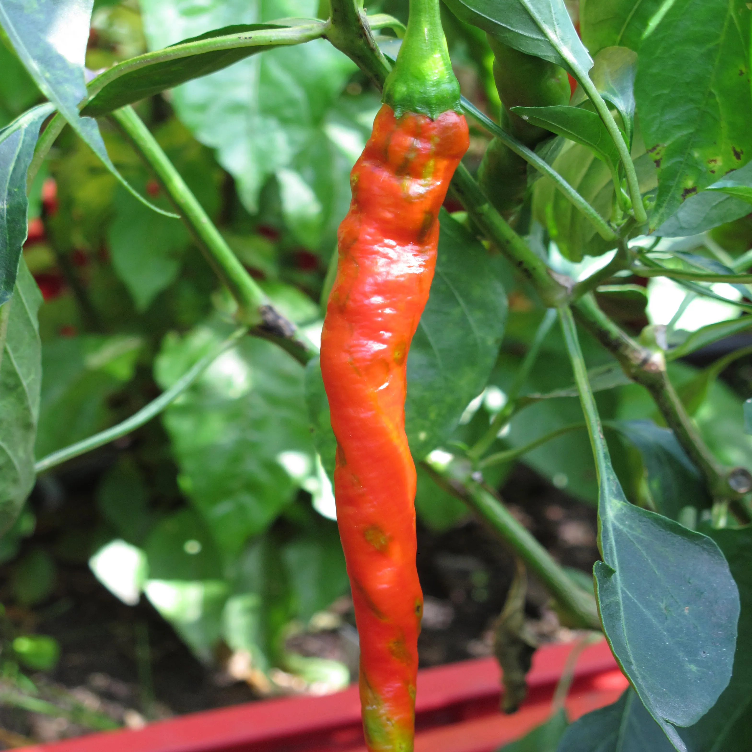 Peperoni 'Lombardo' / 'Lunga Sigaretta' (Capsicum annuum) Samen