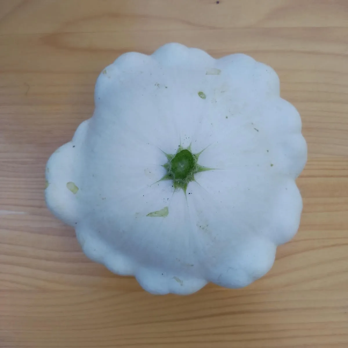Patisson Blanc / Kürbis weiß 'Custard White' (Cucurbita pepo) Samen
