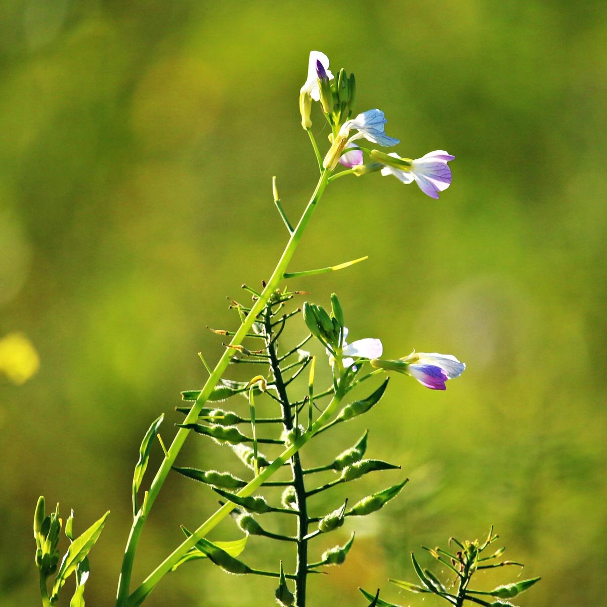 Ölrettich (Raphanus sativus var. oleifera) mit hellvioletten Blüten und schmalen Schoten