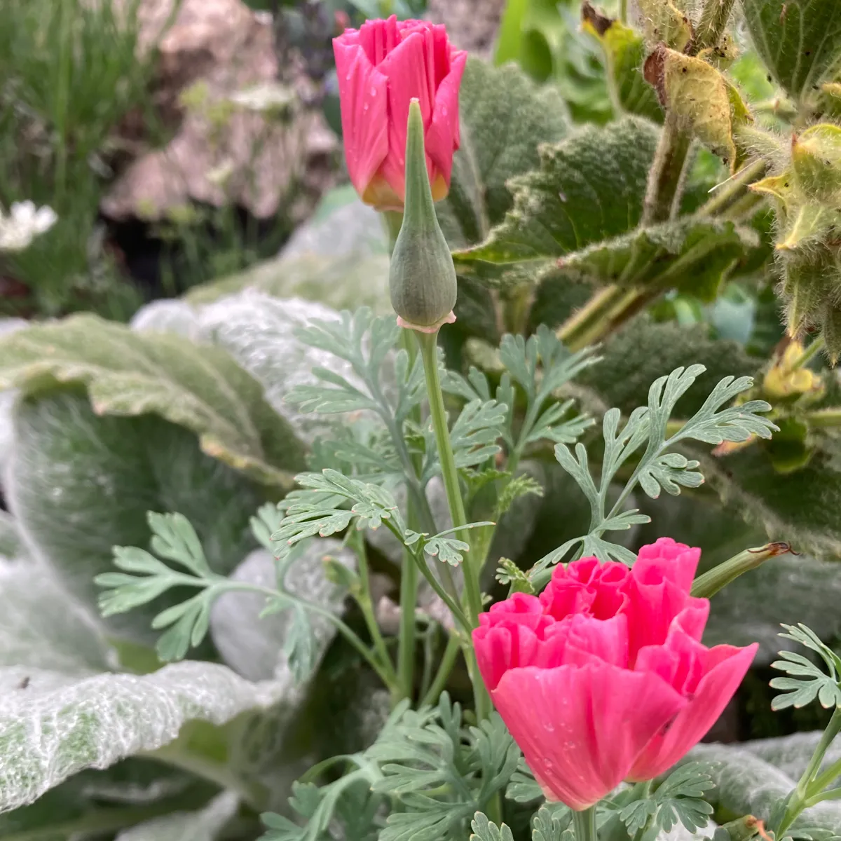 Kalifornischer Goldmohn 'Rose Chiffon' (Eschscholzia californica) Samen