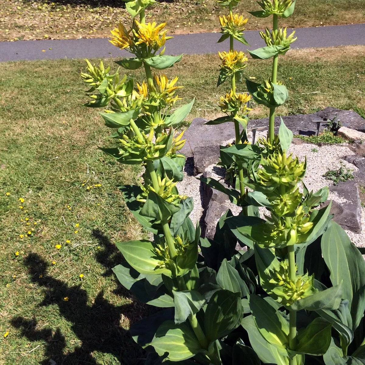Gelber Enzian (Gentiana lutea) Bio Saatgut