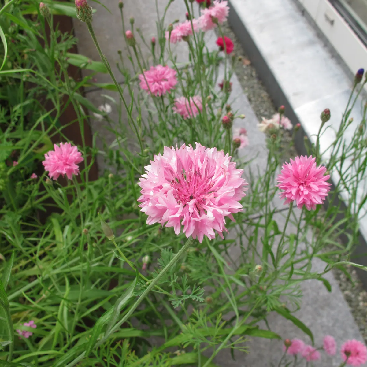 Rosa Kornblume 'Pink Ball' (Centaurea cyanus) Samen
