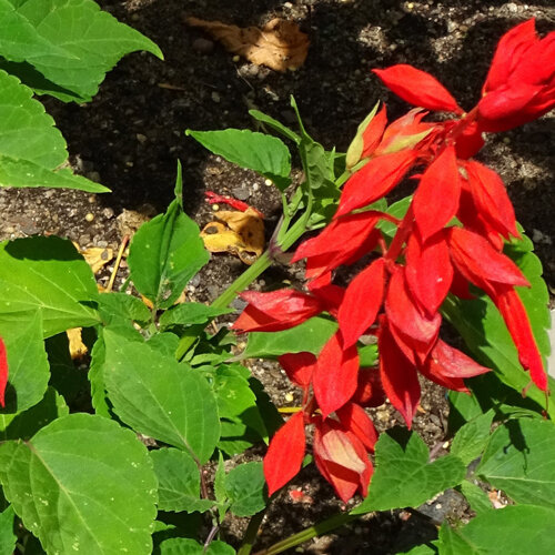 Feuersalbei (Salvia splendens) mit leuchtend roten Blüten