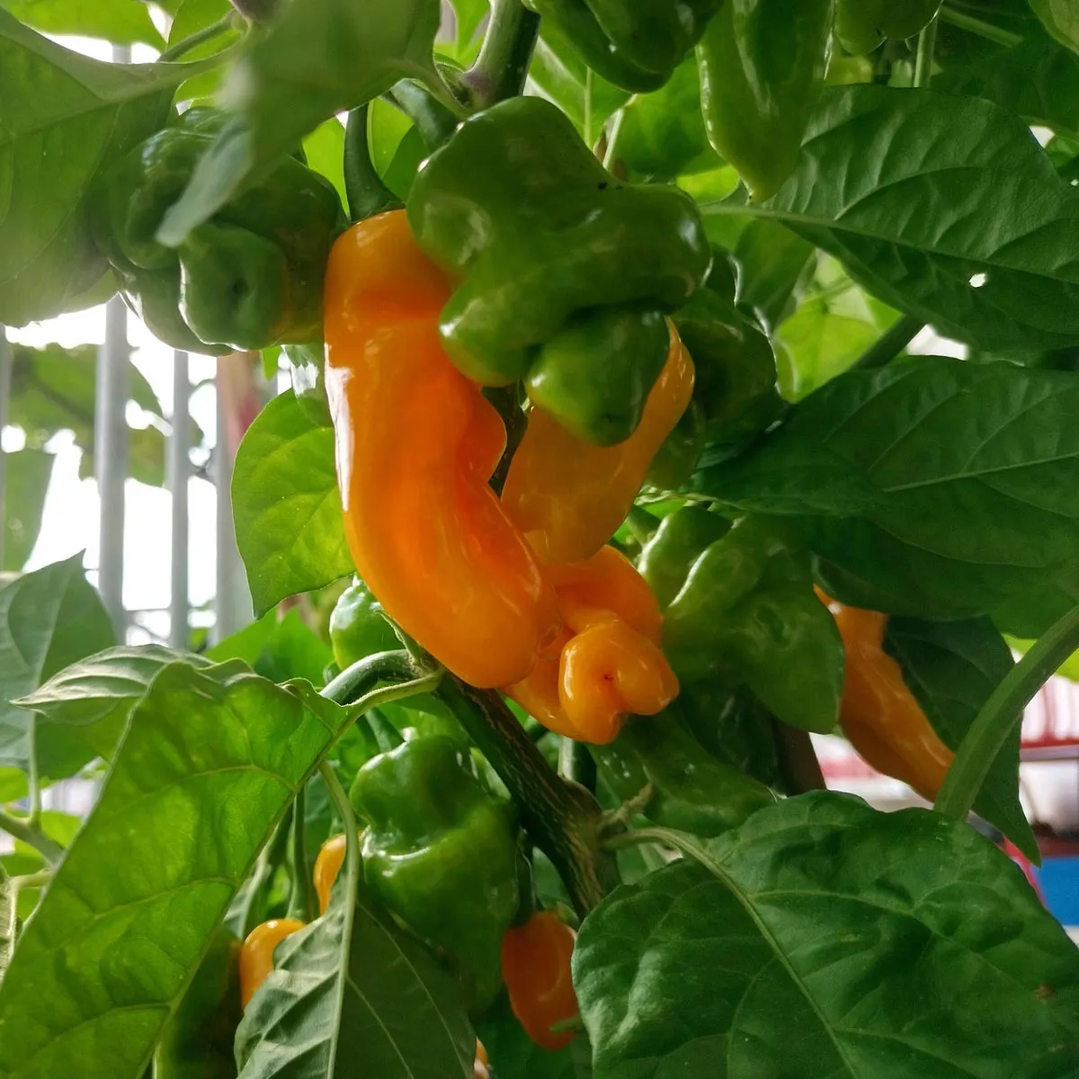 Milder Chili 'Trinidad Perfume' (Capsicum chinense ) Samen
