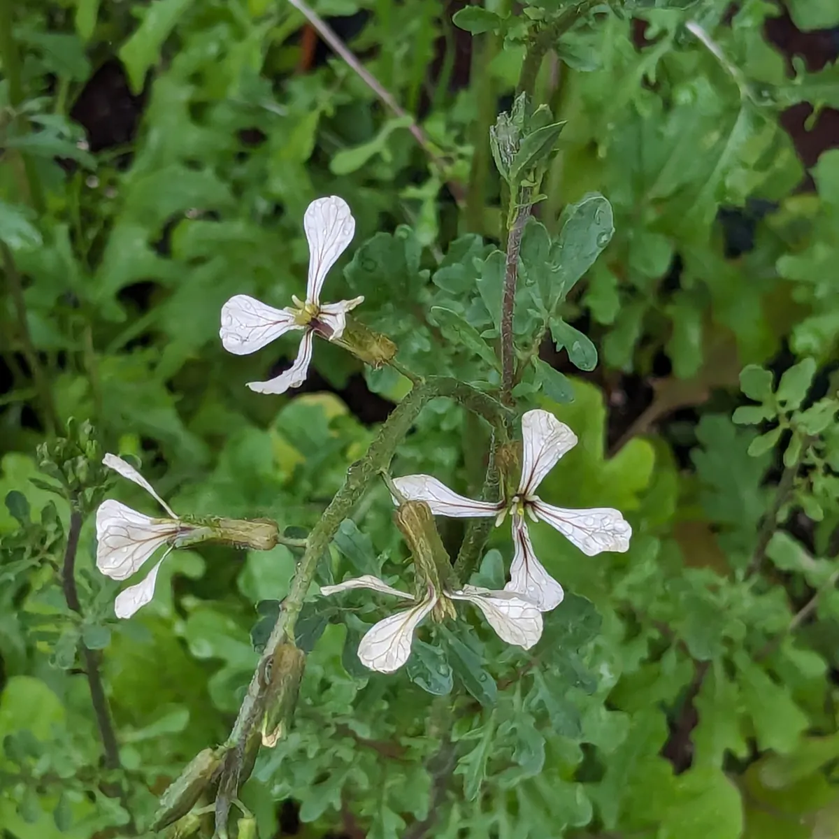 Rauke 'Esmee' / Garten-Senfrauke / Rucola (Eruca vesicaria subsp. sativa) Bio Saatgut
