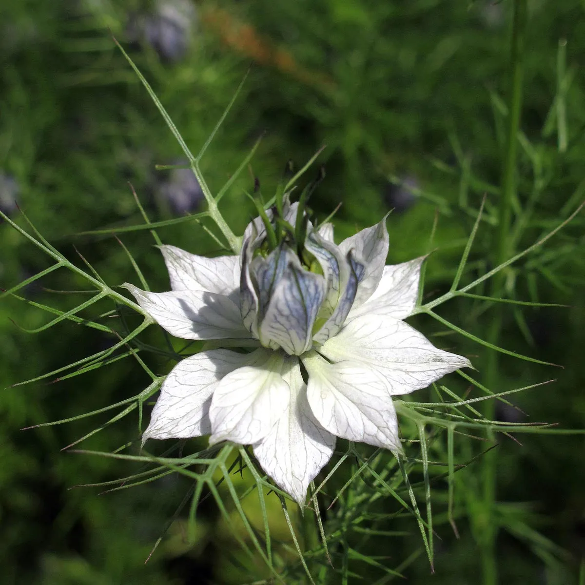 Jungfer im Grünen 'Persian Jewels mixed' (Nigella damascena) Samen