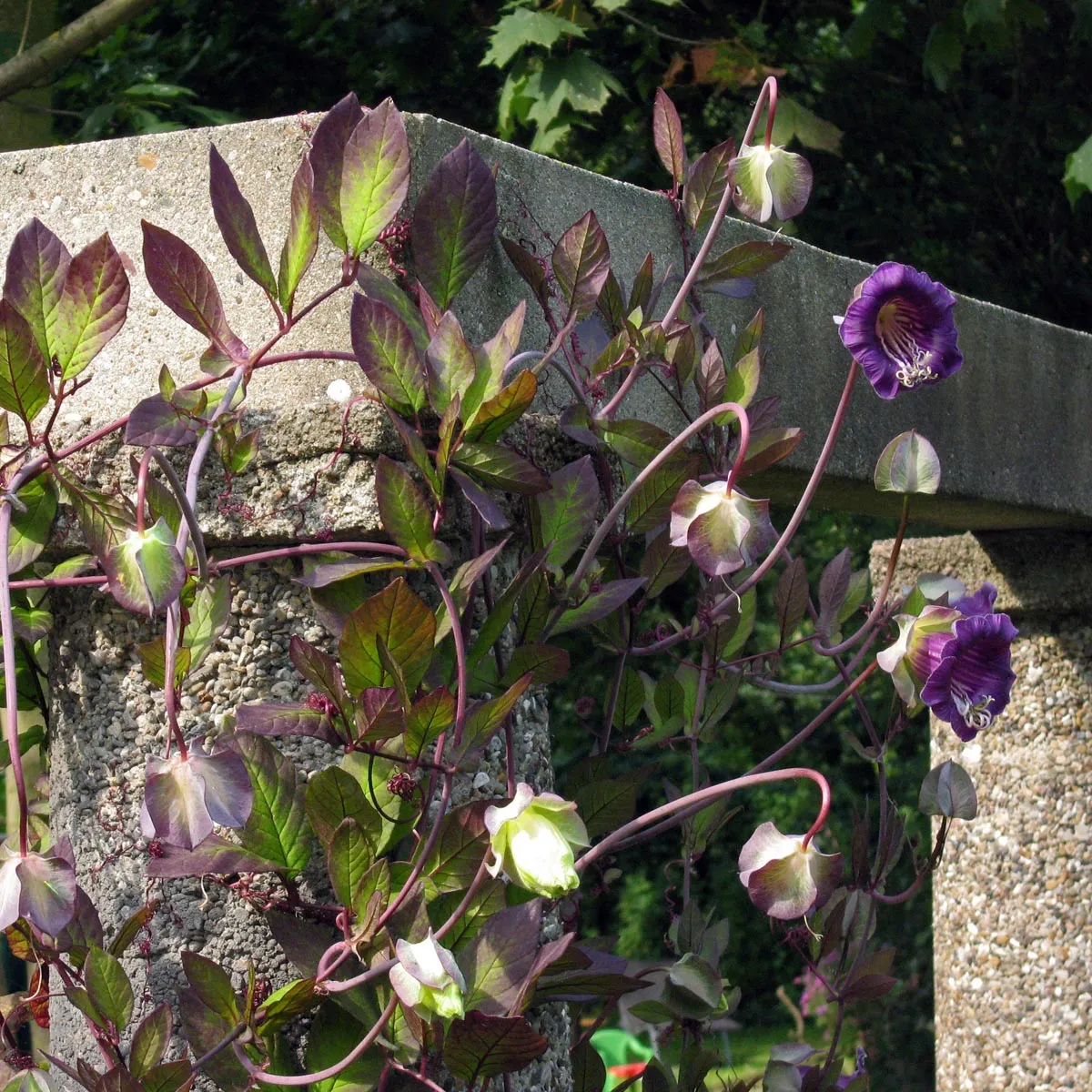 Glockenrebe (Cobaea scandens) Samen