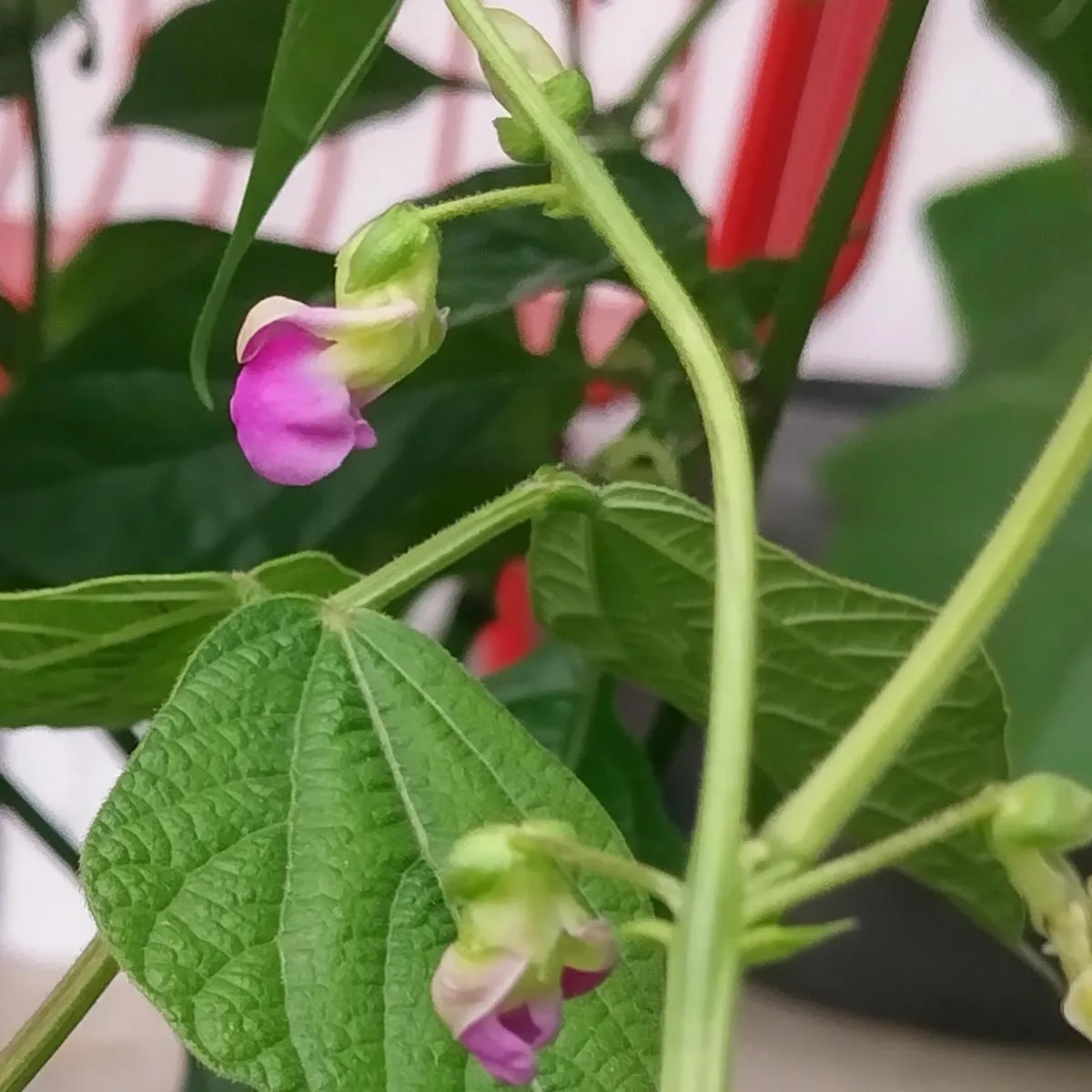 Filetbohne 'Delinel' (Phaseolus vulgaris) Samen