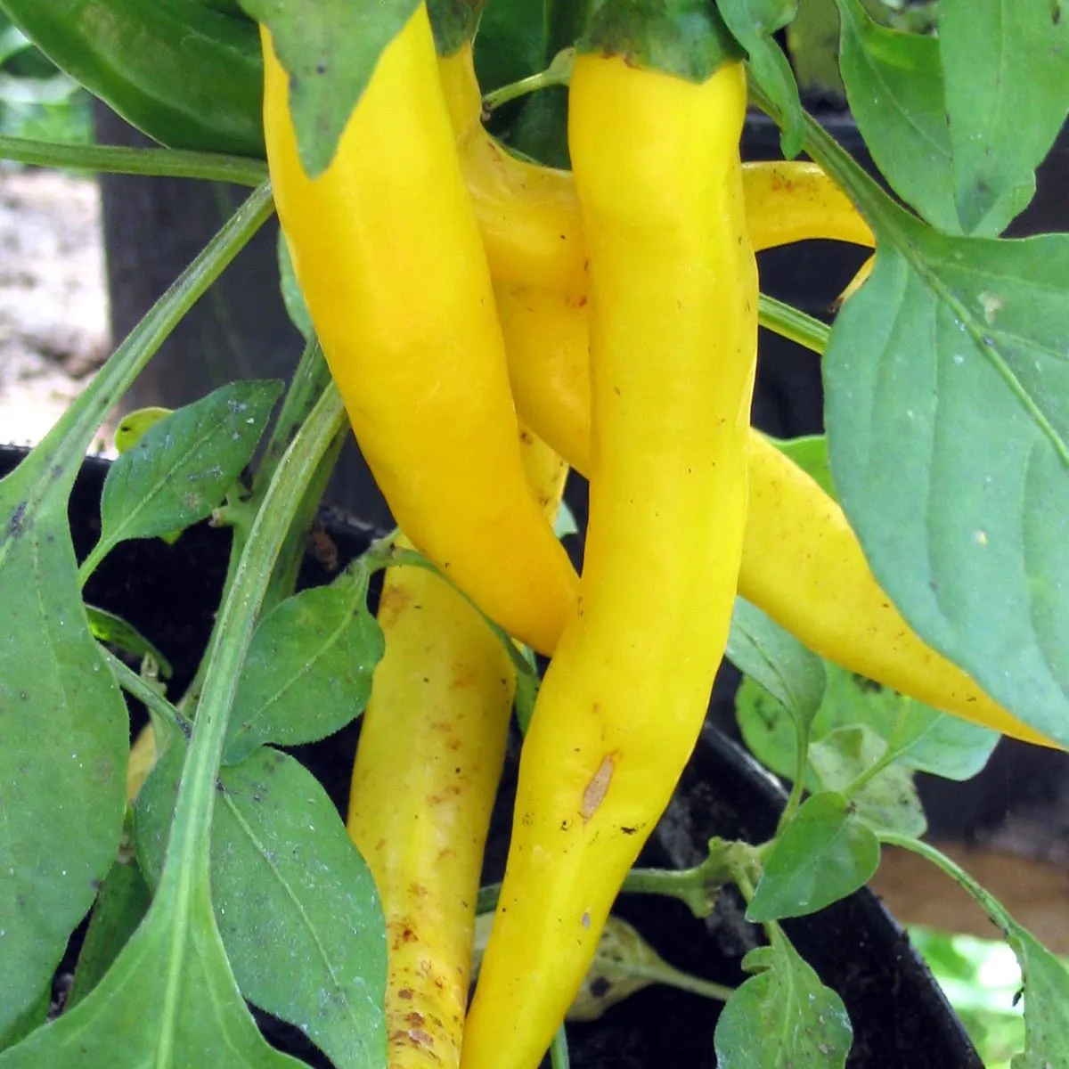 Ají limón Chili 'Lemon Drop' (Capsicum baccatum) Samen