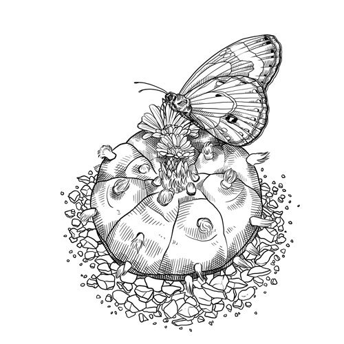 Kaktus blueht mit Schmetterling