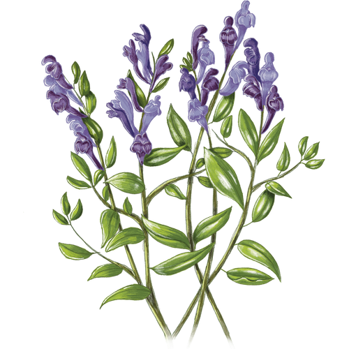 Helmkraut-Arten